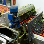 Tomato Paste Transfer Pump: Reliable Solutions for Food Processing