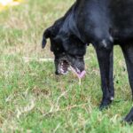 Dog’s Vomiting: Signs, Prevention Tips, and Treatment Options