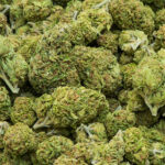 The new era of cannabis retail: Trends driving buyer expectations
