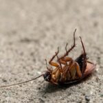Fast Cockroach Control Melbourne & Brunswick Experts