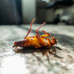 Say Goodbye to Pests Without Breaking the Bank: Smart & Affordable Solutions by Pest Frog