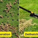 How to Fix Patchy Grass After Aeration and Seeding