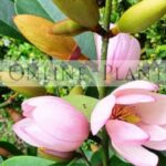How to Design a Cool and Lush Shade Garden in Australia