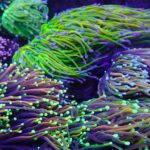 Expanding your reef: The rise of online coral sales