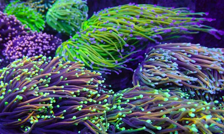 Expanding your reef: The rise of online coral sales
