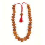 Buy 10 Mukhi Rudraksha Mala Online from Himalaya Rudraksh