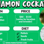All About Cinnamon Cockatiels and its Care, Diet, Lifespan, Size, Price & Facts