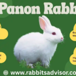 Panon Rabbit Diet Plan and Daily Care Needs