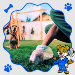 Best Dog Pooper Scooper Service for Clean Yards