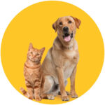 Pet Taxi CHARLES DE GAULLE CDG to London for Safe Pet Transfers
