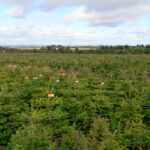 Bulk Fraser Fir Christmas Trees Supplier UK: Your Partner for Peak Season Success