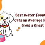 Best Water Fountain for Cats an Average Fountain from a Great One?