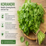 Koriandri: Benefits, Growing Secrets, and Care Tips