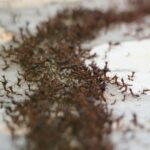The Importance of Preventative Pest Care for Every Property