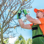 Tree Trimming Lethbridge: A Simple Guide to Healthy, Safe, Good-Looking Trees