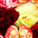 The Practical Business Guide to Buying Carnations Wholesale for Charity Fundraisers