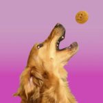 The Real Reason Preservative Free Dog Treats Are Worth It