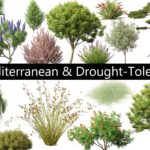 Twinmotion Plants 3D Models for Realistic Architectural Rendering