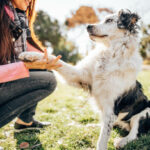 Choosing the Best Guard Dog Breed for Residential Family Properties