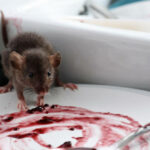 Silent Invaders in Your Property: Effective Rodent Solutions for Safer Living in Melbourne