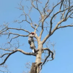 Why Hiring an Insured Tree Removal Company in Bryan, TX Matters More Than You Think