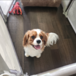 Why Do Pet Owners Recommend a Professional Dog Sitter New Orleans?