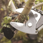 When Storms Strike: Emergency Tree Removal in Bryan, TX