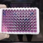 Magnetic Protein A Beads: Features and Applications