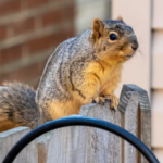 Squirrels Chewed Through My Attic Insulation — Here’s What I Wish I’d Known Sooner