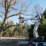 Emergency Tree Removal in Mobile, AL: What to Do When It Cannot Wait