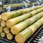 Sugarcane Processing Plant Cost Analysis Report 2026: Investment Requirements & Profit Potential