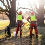 How Can Tree Surgery Improve the Safety of Your Garden?