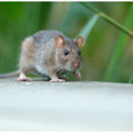 Can a Rat Scarer Keep Rats Away Without Harming the Environment?