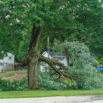 Why Should You Call Emergency Tree Services for Fallen Trees?