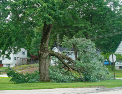 Why Should You Call Emergency Tree Services for Fallen Trees?