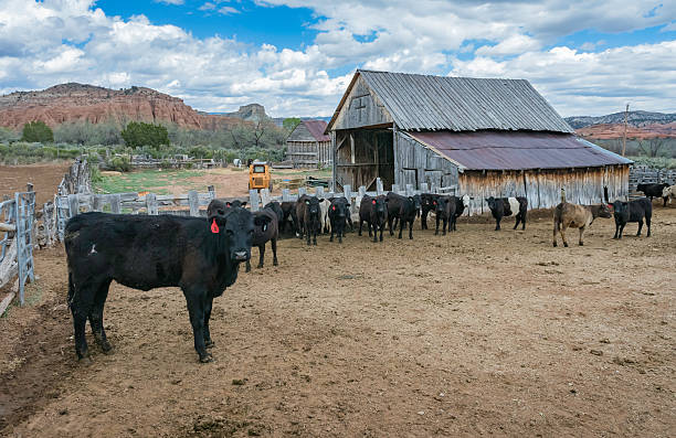 Why Freezers Are Filling Up Faster in Texas Than Ever Before