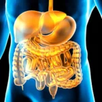 Can Herbal Remedies Help With Slow Digestion?