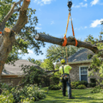 Why an Insured Tree Removal Company in Bryan, TX Matters