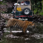 Ranthambore National Park | Tiger Safari Adventures