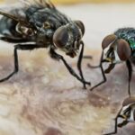 How Often Should I Use a House Fly Killer When Flies Keep Coming Back?