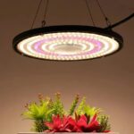 Light That Helps Every Plant Thrive