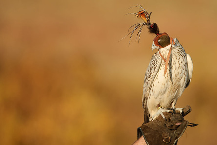 Royal Hunter