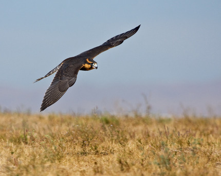 Low-flying Aplomado Falcon