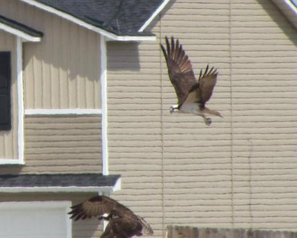 back yard flight