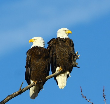 Their Majesties 