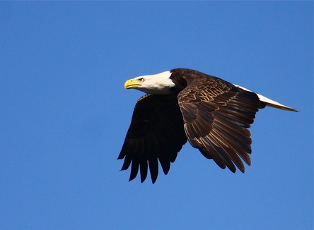 The Eagle