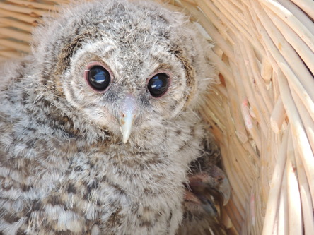 Baby Tawny Owl