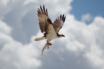 Osprey with fish