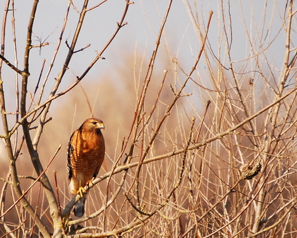 Red-shouldered Hawk
