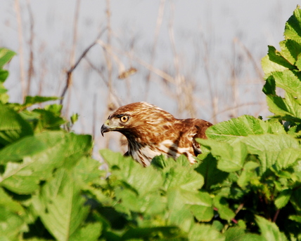 Red-tailed Hawk.  